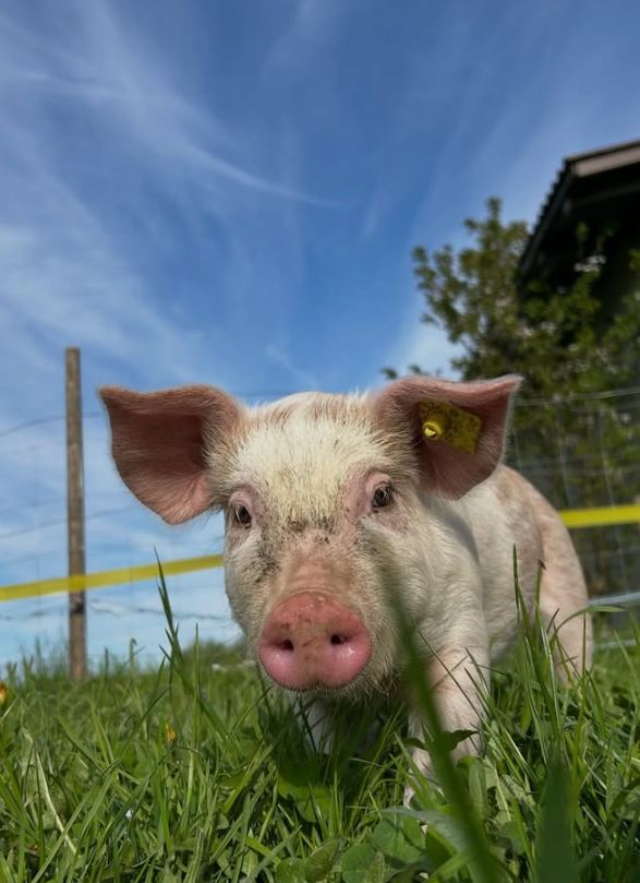 Schwein auf der Weide