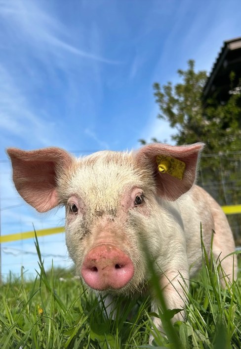 Junges Schwein im Gras