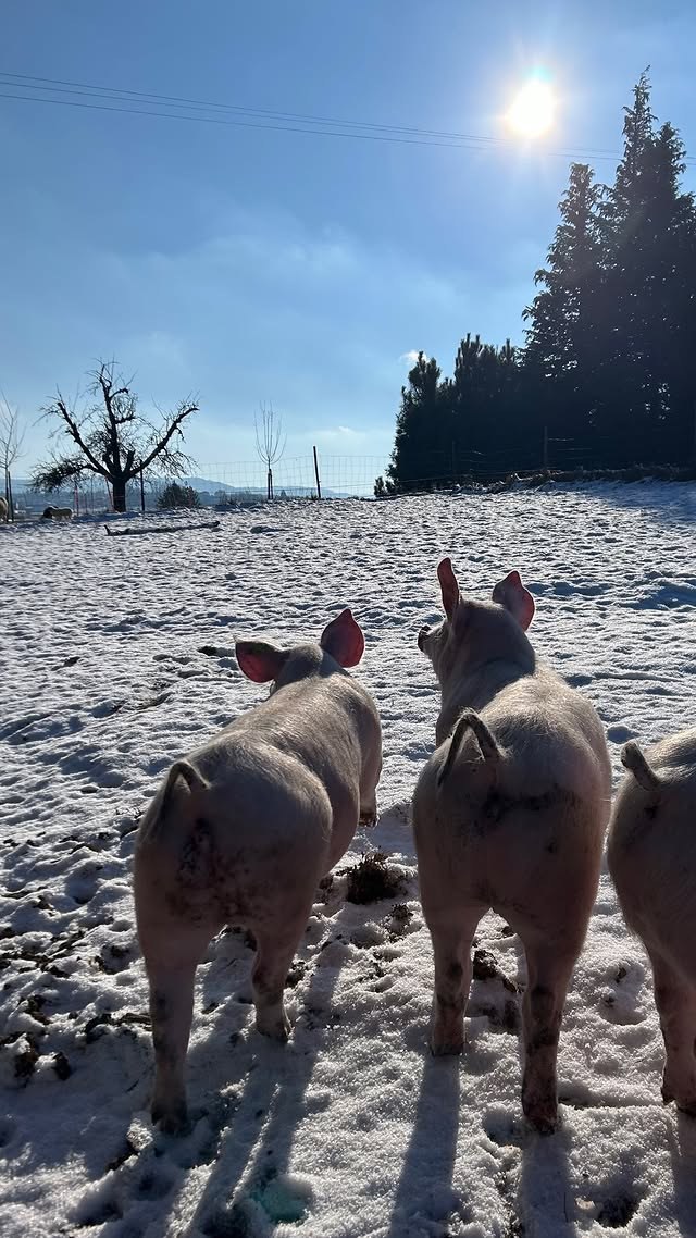 Weideschweine im Schnee